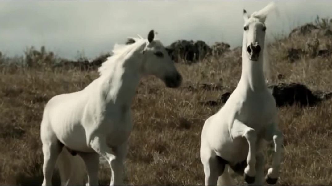 ⁣Amazing White Horse Race !! Amazing Nature